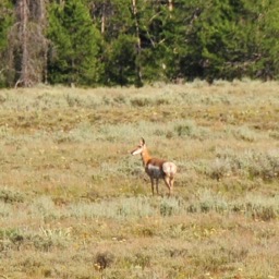 Hornless pronghorn? Maybe!/
		    