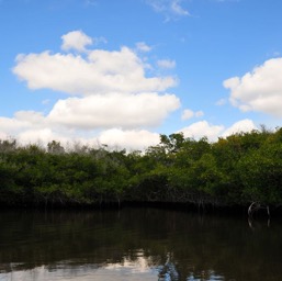 A lagoon among the mangroves/
		    