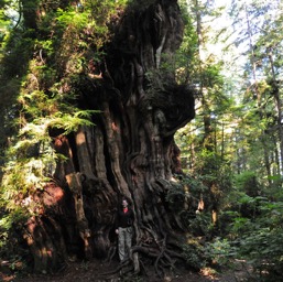 The Big Cedar tree... it was no giant sequoia/
		    