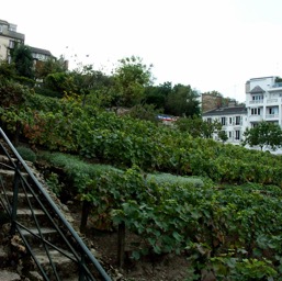 Vineyard in the middle of Paris?/
		    