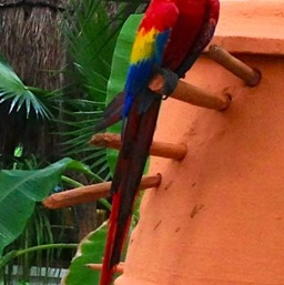 Maroma's resident parrot/
		    