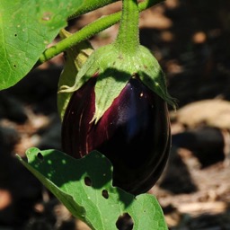 Eggplant?/
		    