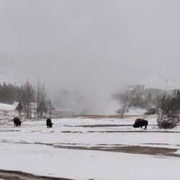 Steam, snow and bison/
		    