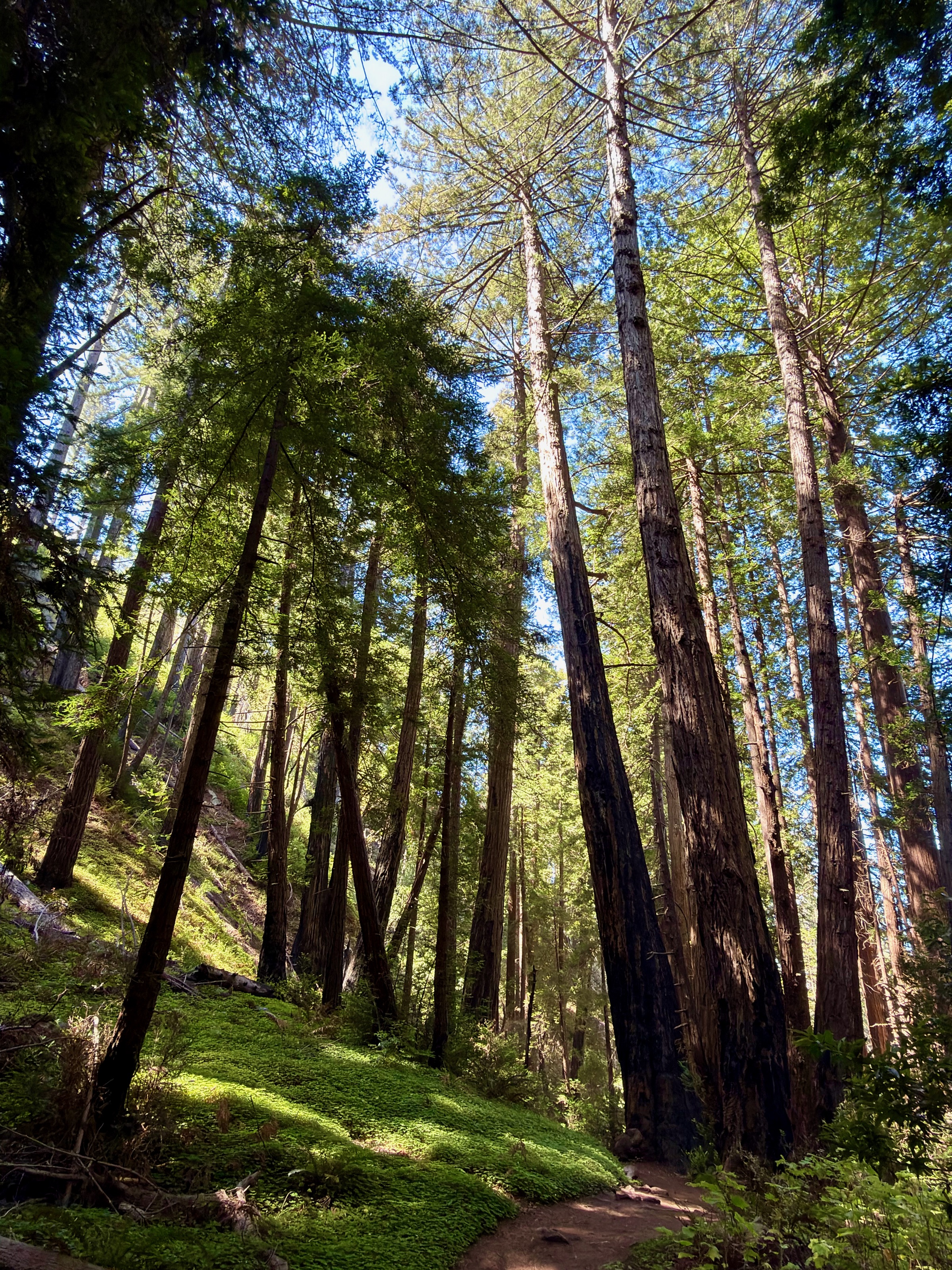 McWay Canyon at Julia Pfeiffer Burns State Park/