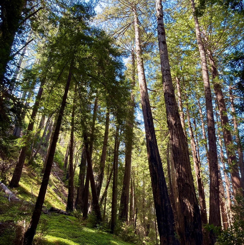 McWay Canyon at Julia Pfeiffer Burns State Park/
		    