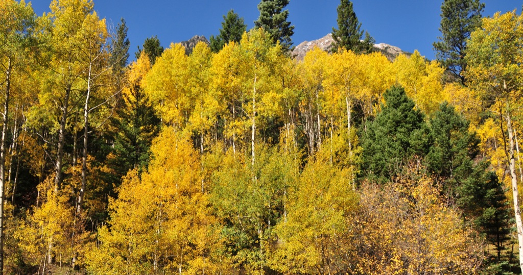 The aspens were gorgeous/