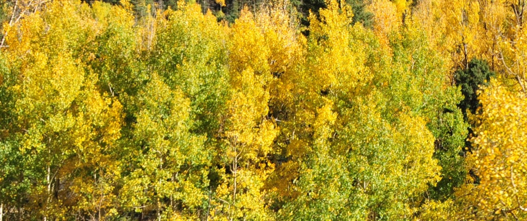 Oh aspens!/