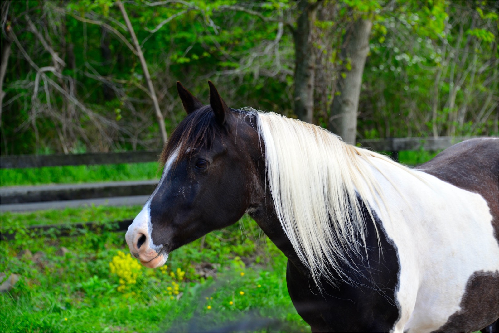 Arabian winery horse.../