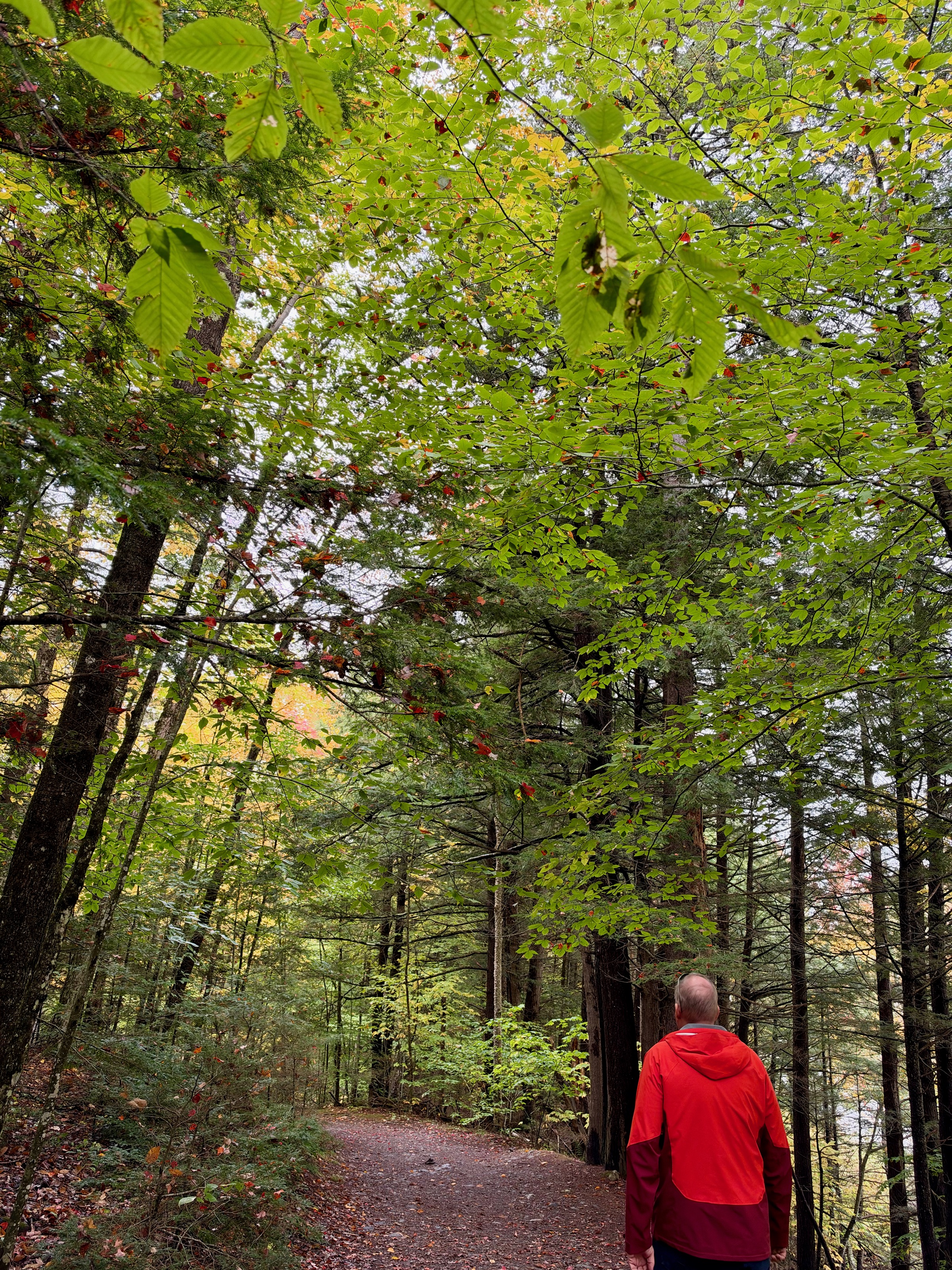 Trail heading to Warren Falls/3916 Vermont Rte 100, Warren, VT 05674, USA