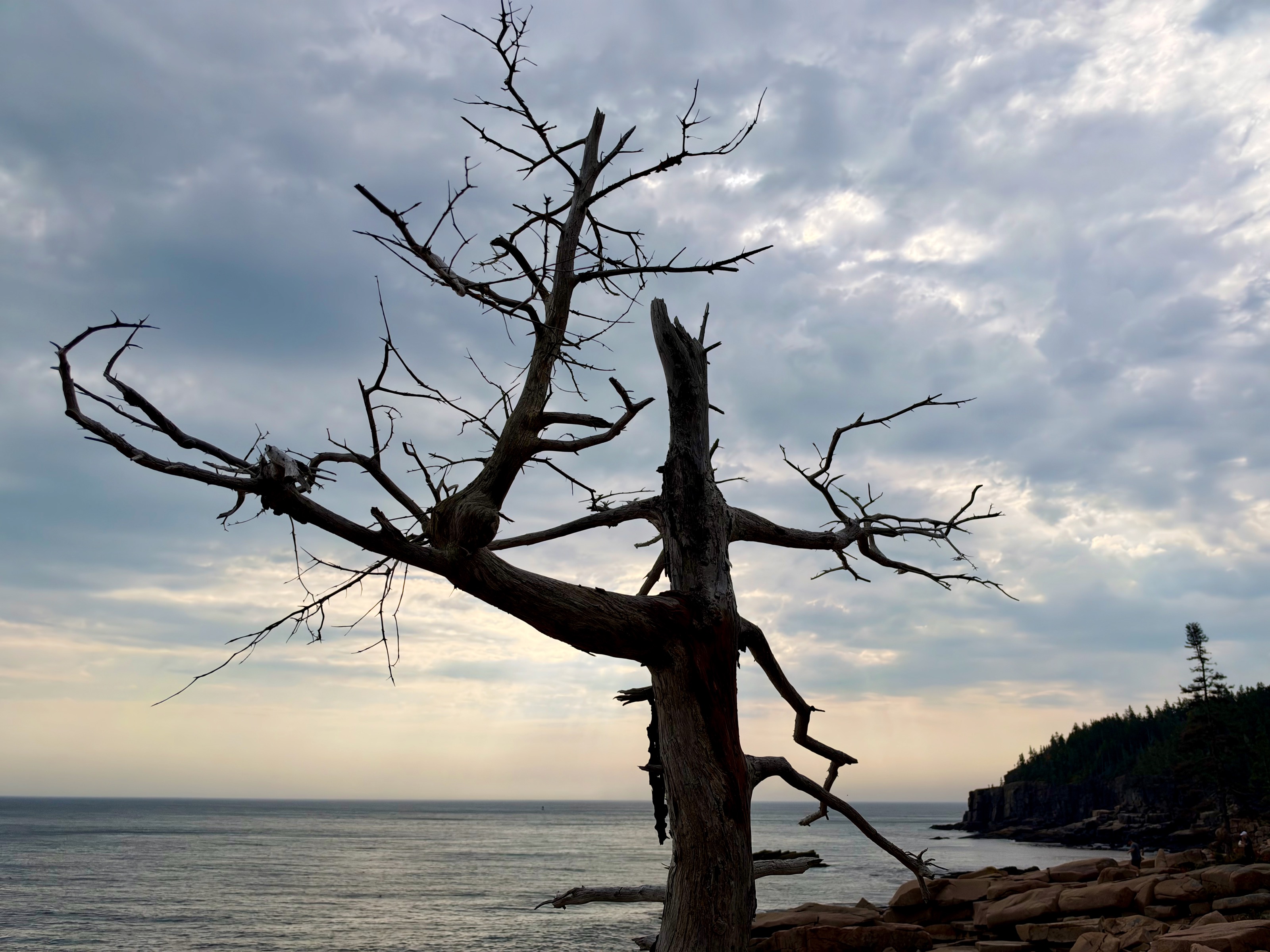 Obligatory dead tree/