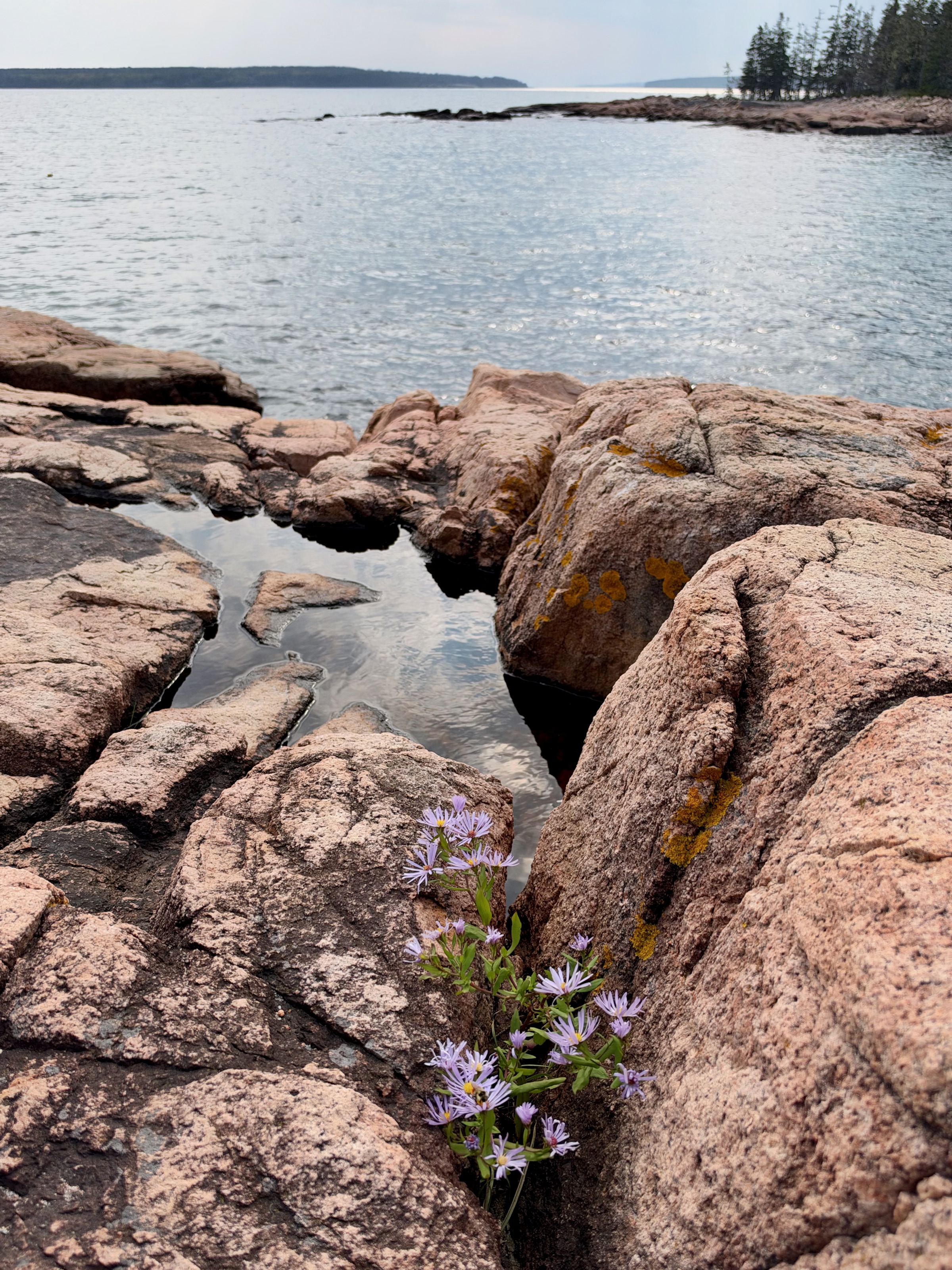 Ship Harbor Trail, Acadia NP/