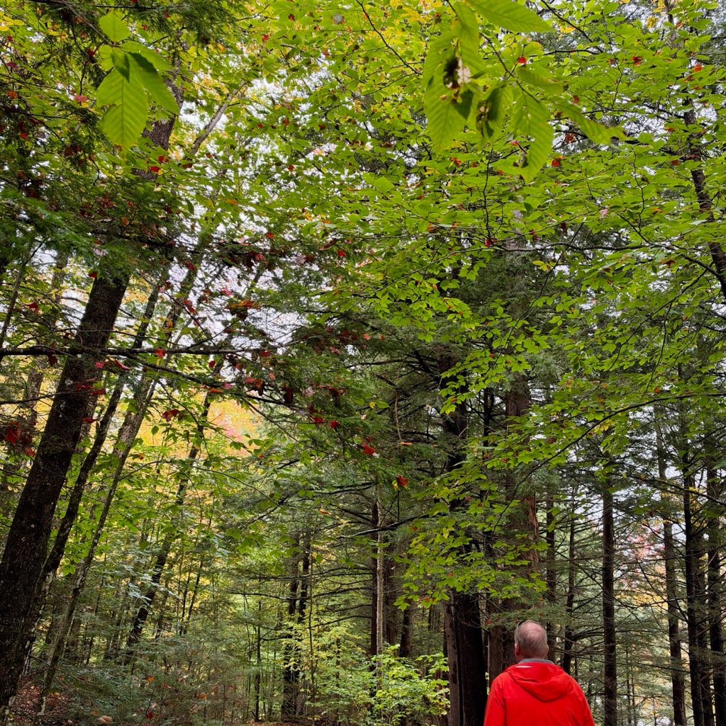 Trail heading to Warren Falls/
		    3916 Vermont Rte 100, Warren, VT 05674, USA