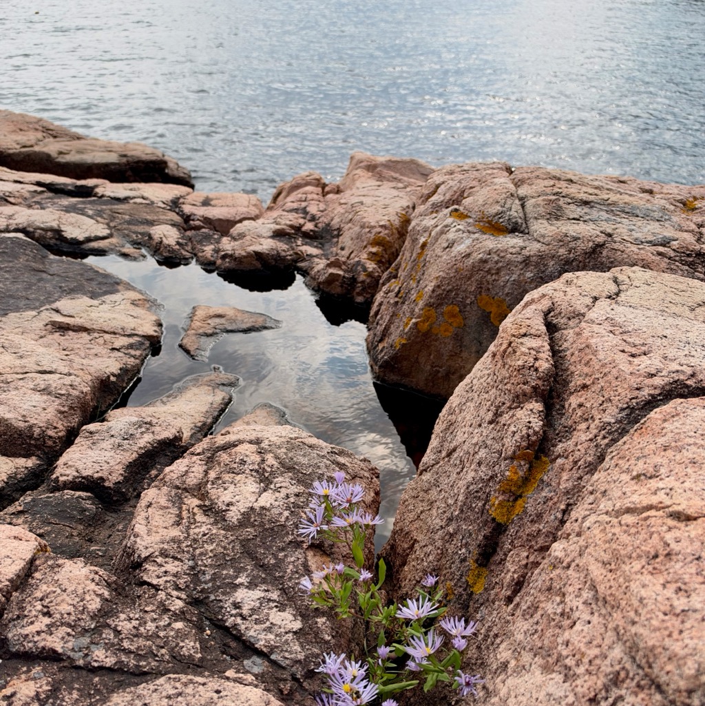 Ship Harbor Trail, Acadia NP/
		    