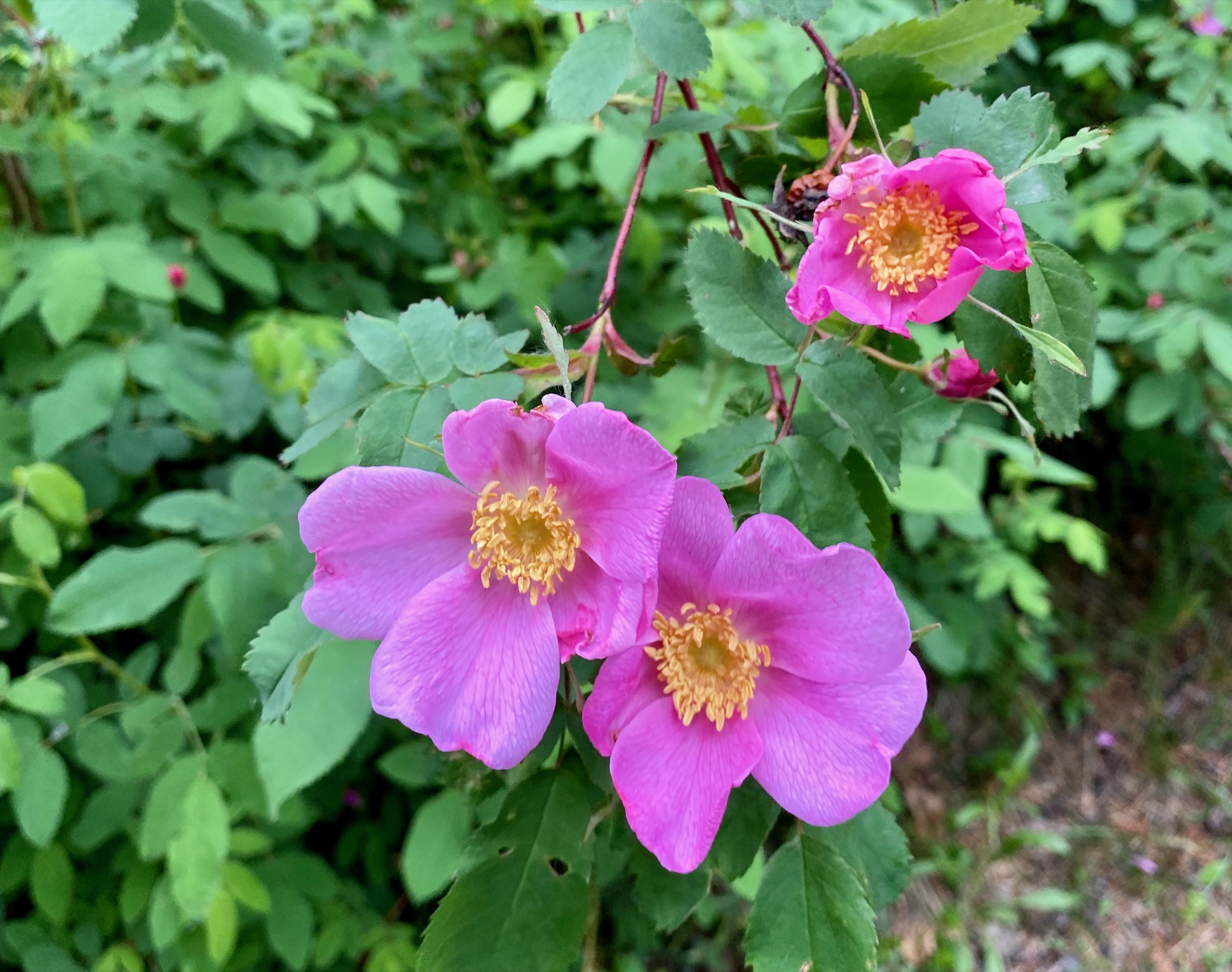 Pretty wild roses all over we went... they really should be the state flower/