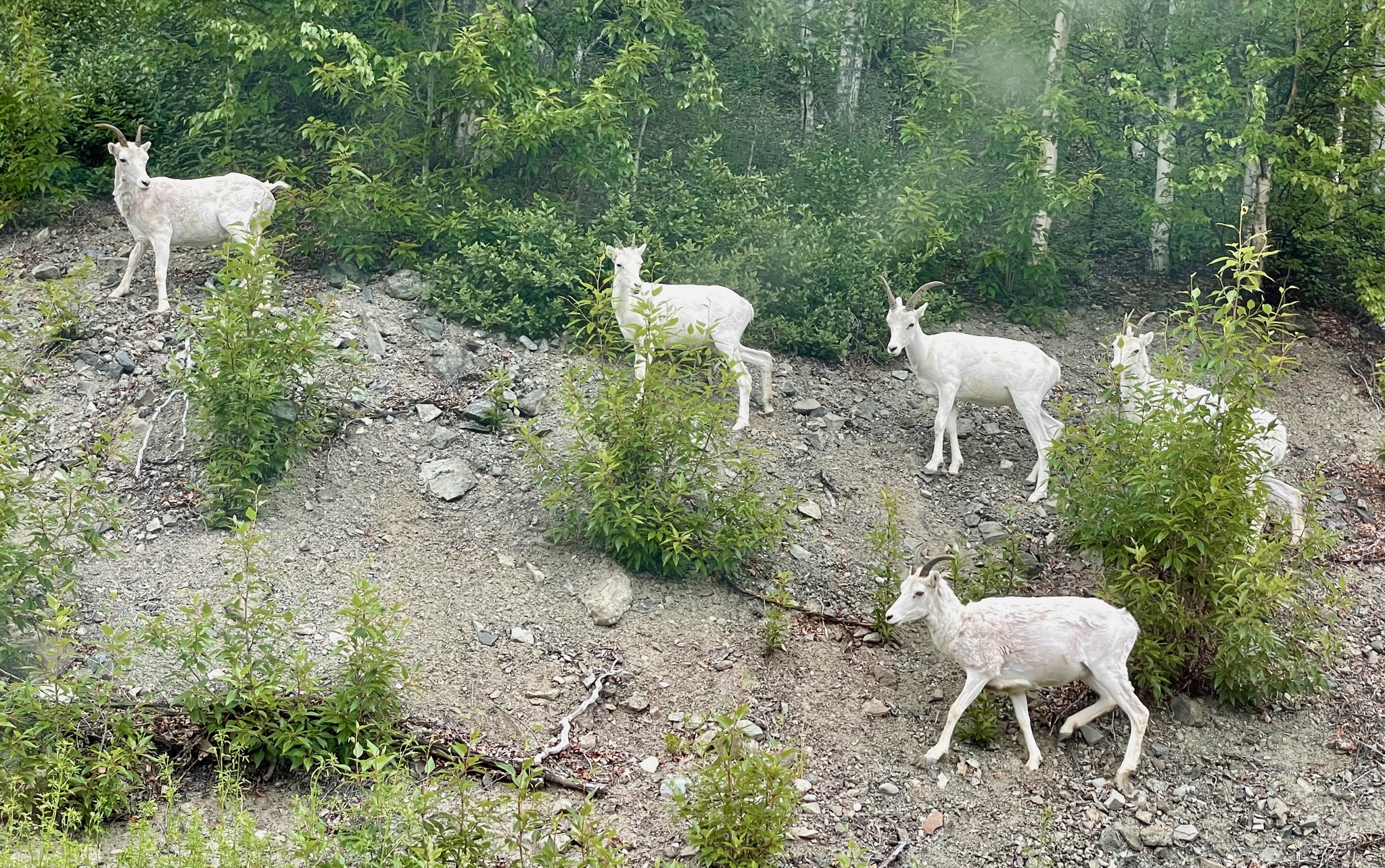 Dall sheep on Sheep Mountain!/