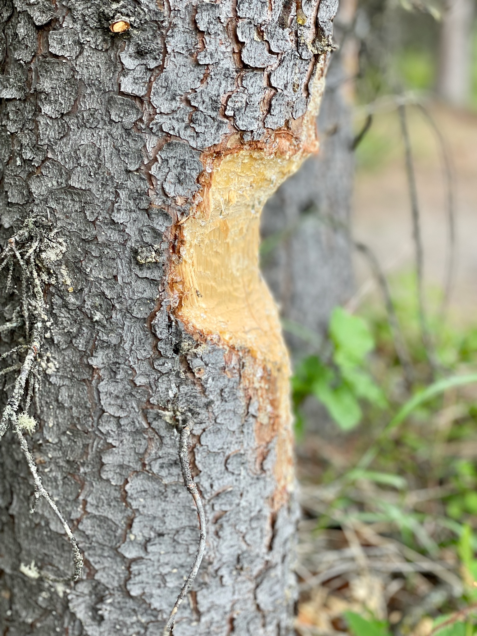 Freshly chewed trees near massive beaver dams/