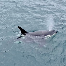 Pretty blowing orca! /
		    