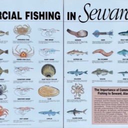 Fish glossary /
		    
