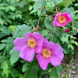 Pretty wild roses all over we went... they really should be the state flower/
		    