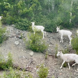Dall sheep on Sheep Mountain!/
		    