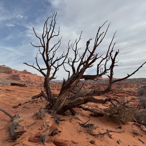 Almost-dead tree/
		    