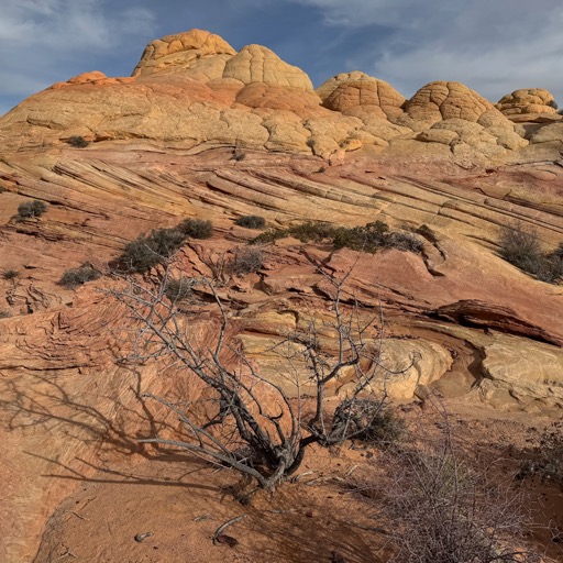 One more dead tree/
		    