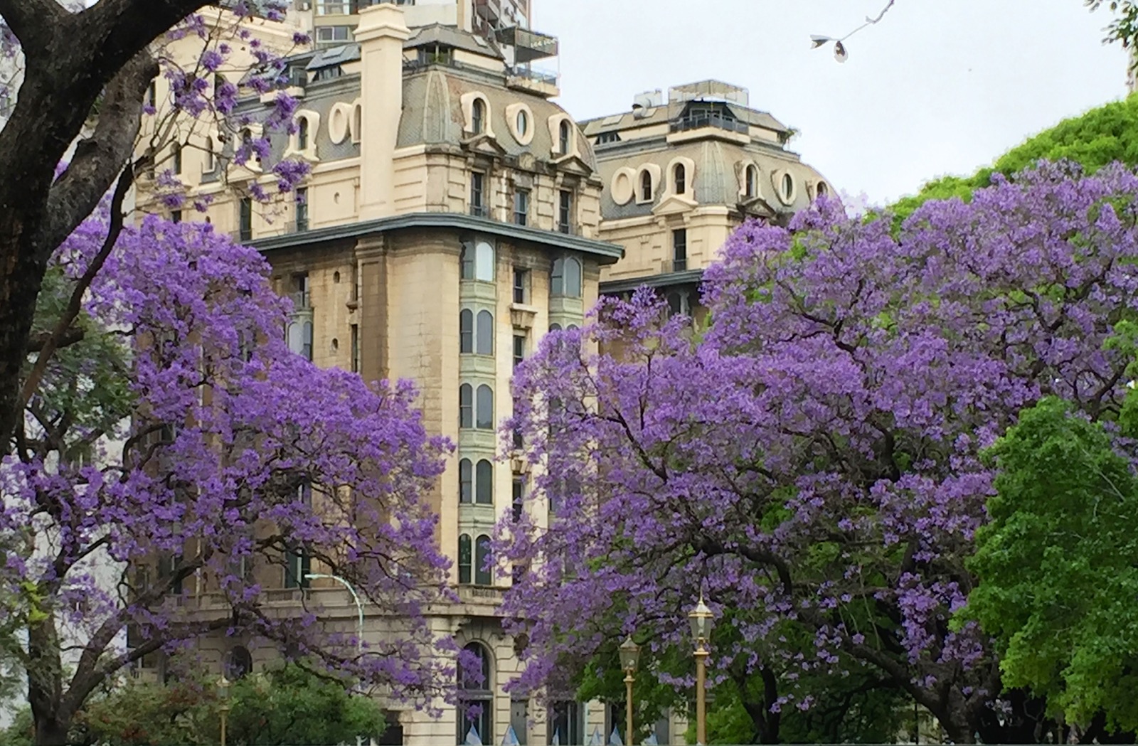 Beautiful jacarandas/