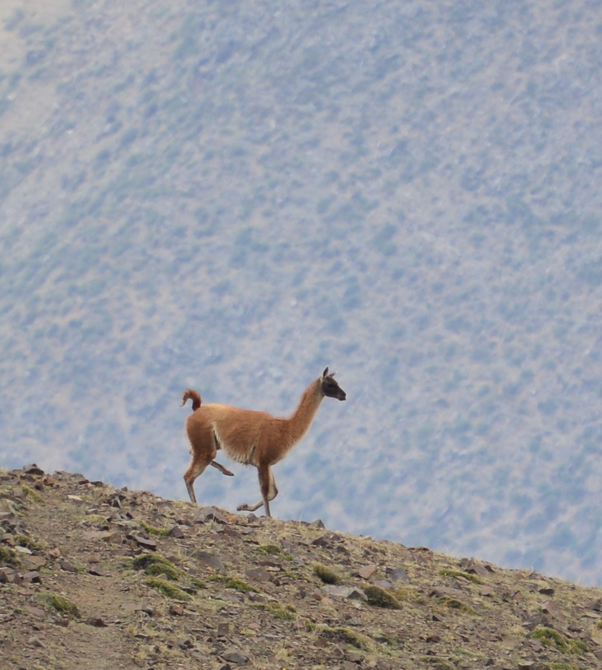 A Guanaco, llama's close relative!/