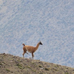 A Guanaco, llama's close relative!/
		    
