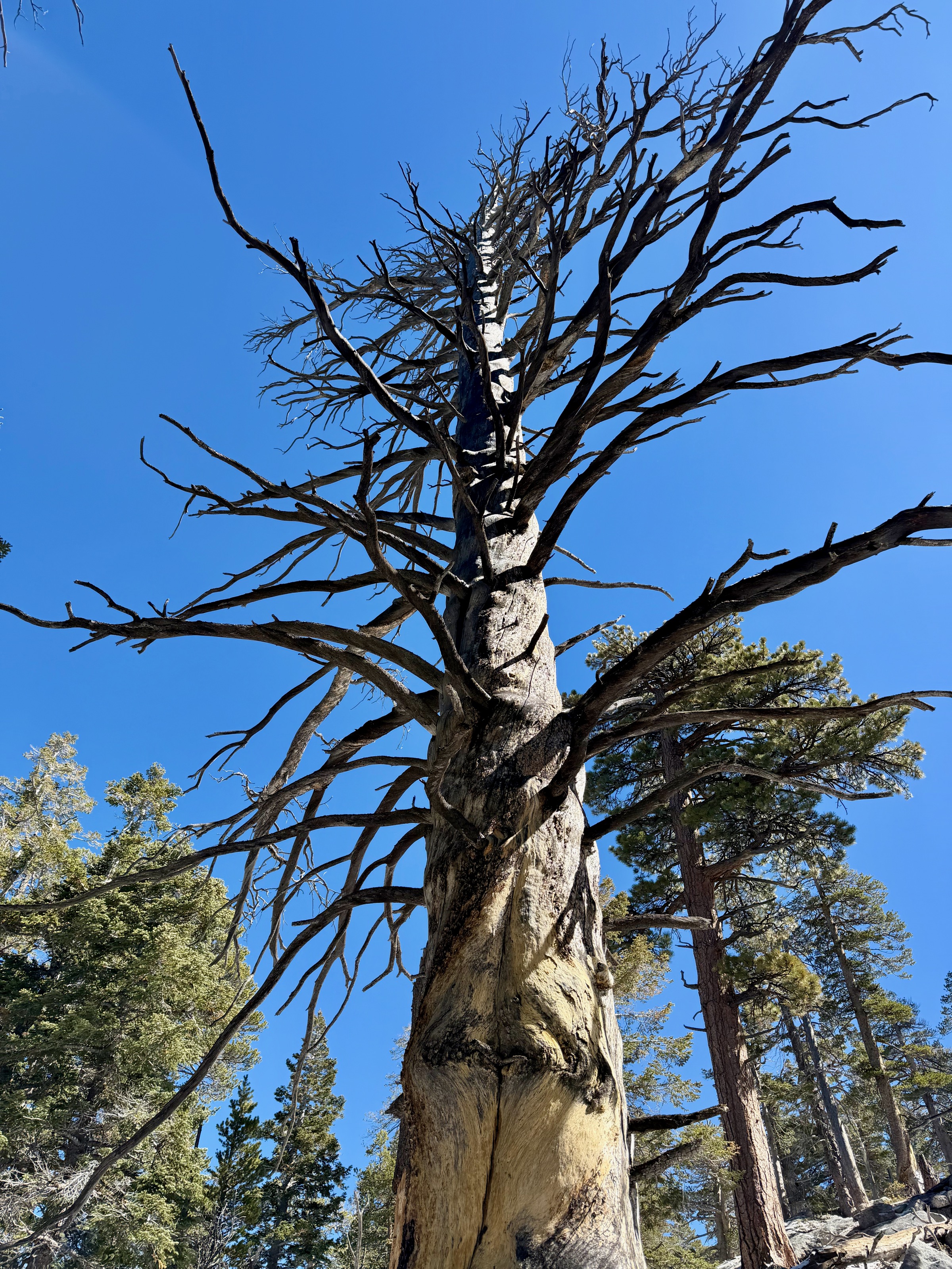 Obligatory dead tree/