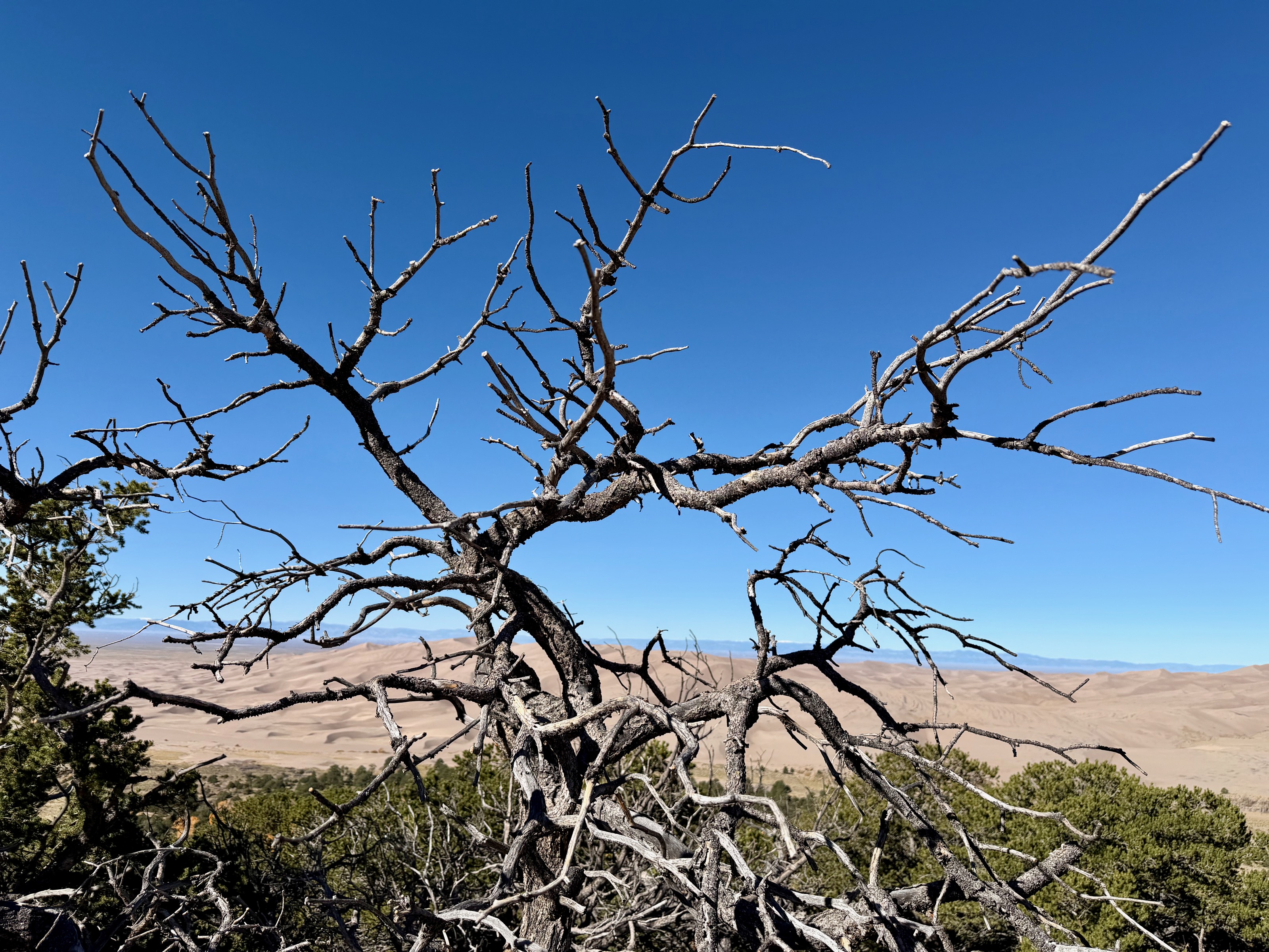 Did I mention dead trees? /