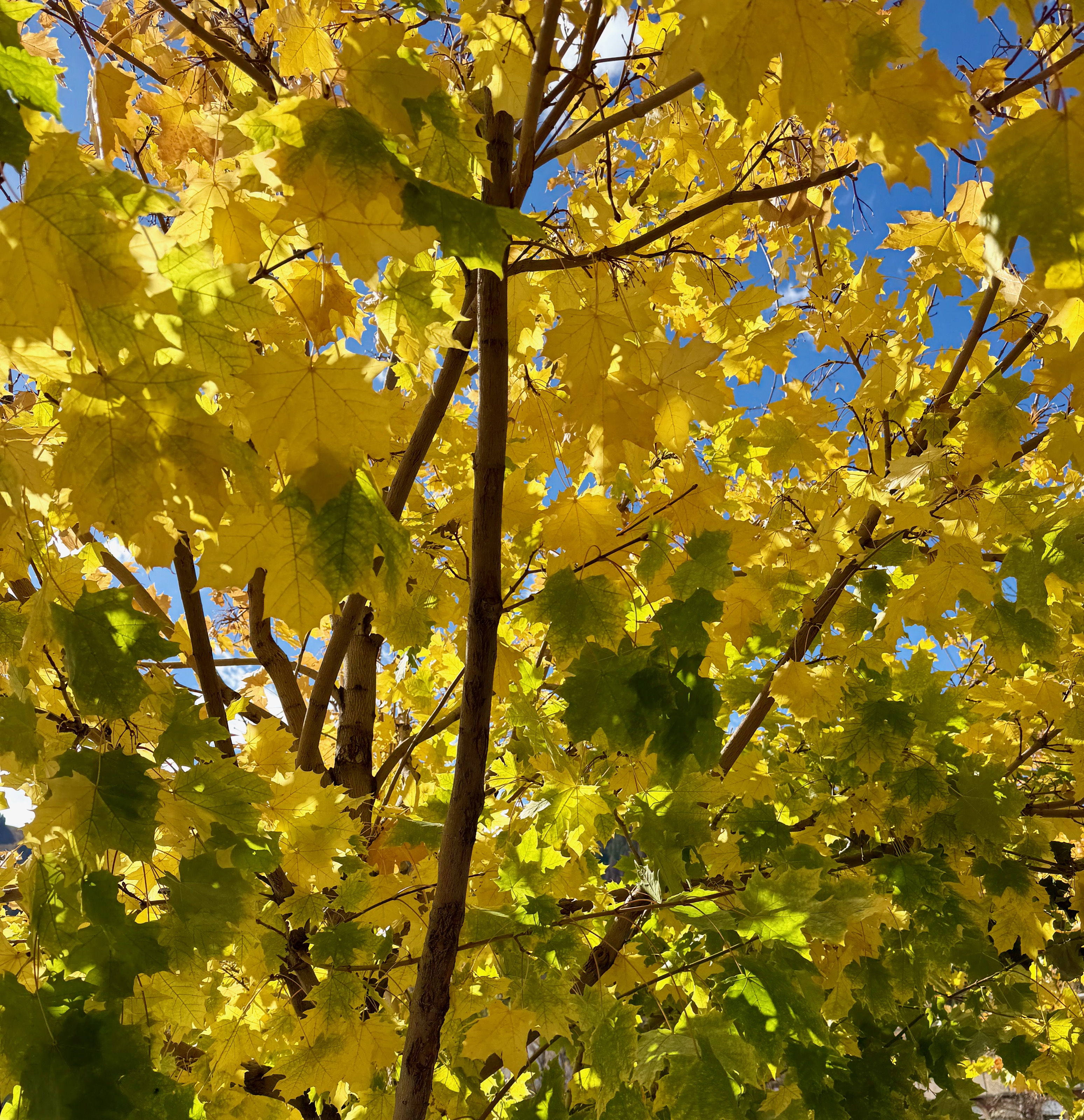 And here's another one.../310 E Main St, Aspen, CO 81611, USA