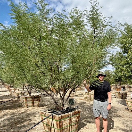 Another trip to Palm Springs, another tree from Moon Valley/
		    50700 Jackson St, Coachella, CA 92236, USA