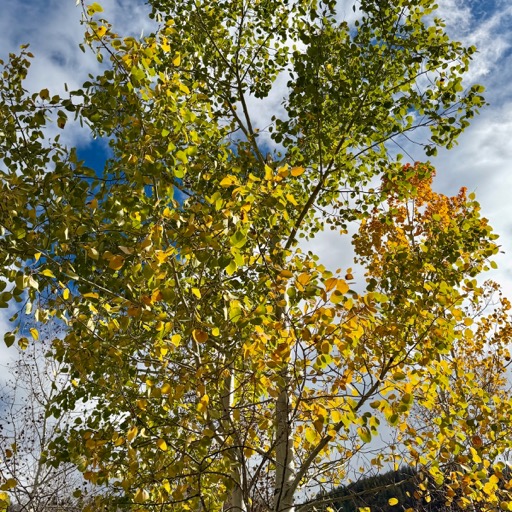 One of four trees that still have leaves!/
		    43985 CO-82, Aspen, CO 81611, USA