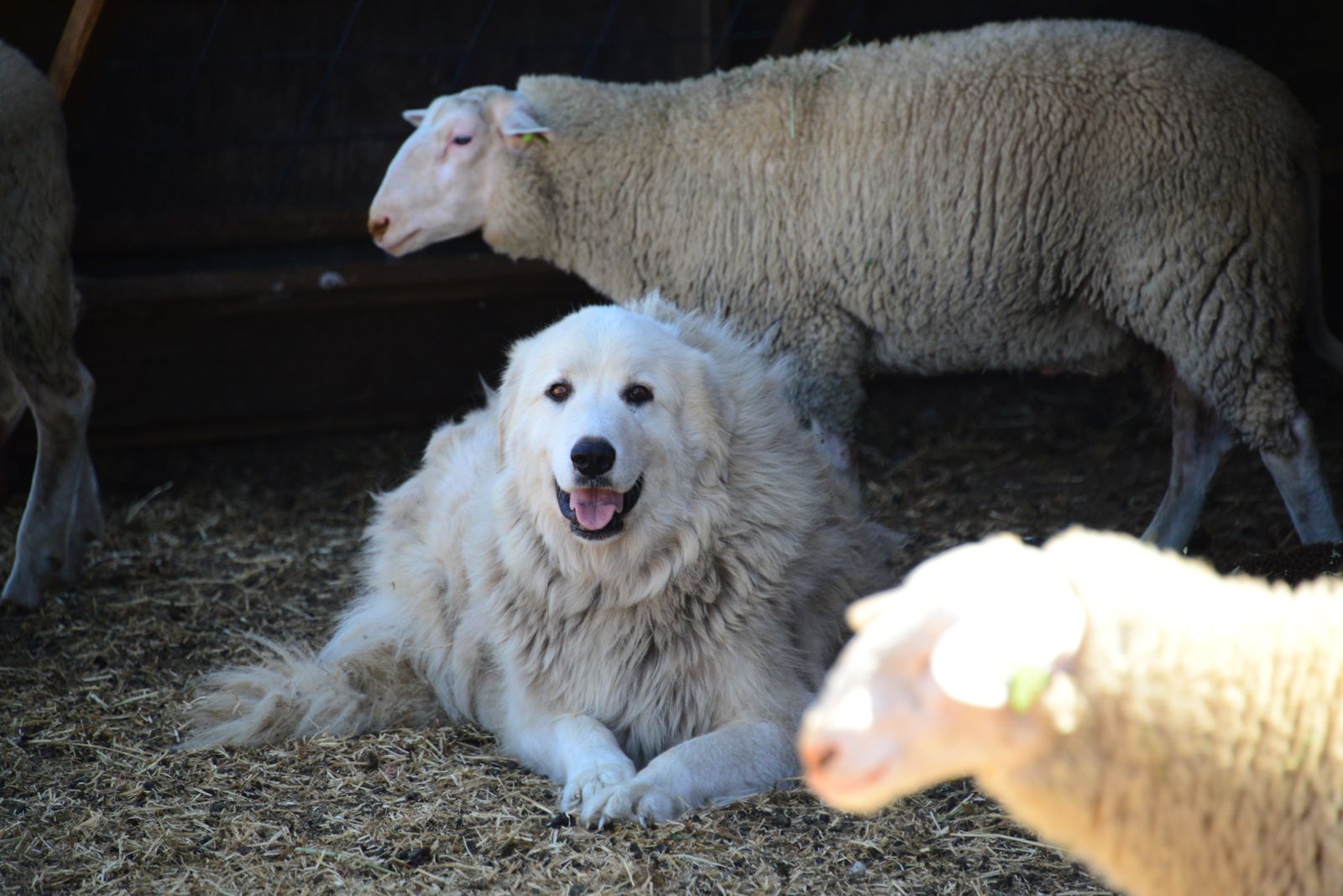 Oso hanging out with his buds/