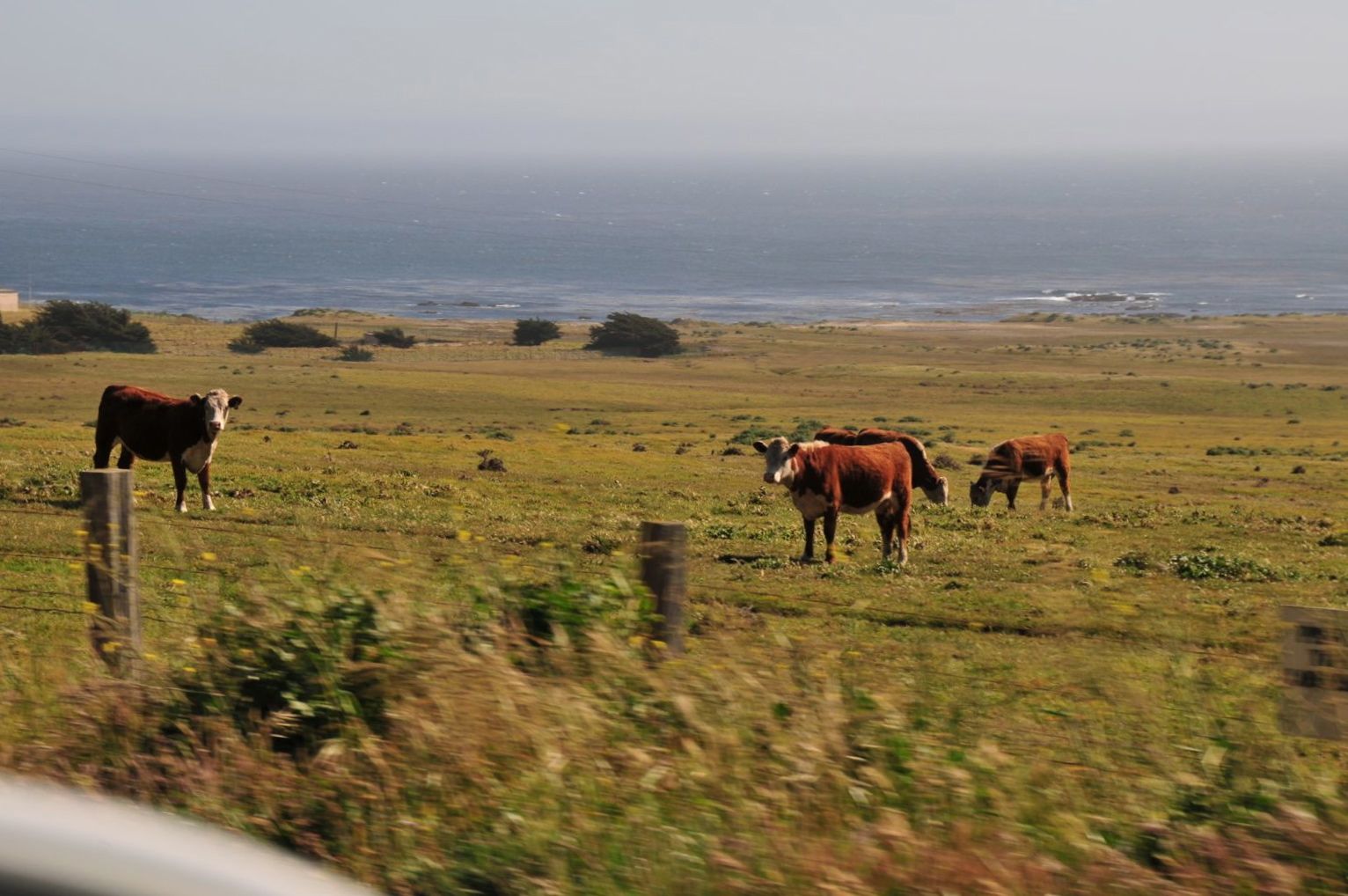 Cows doing what they do best: judging!/