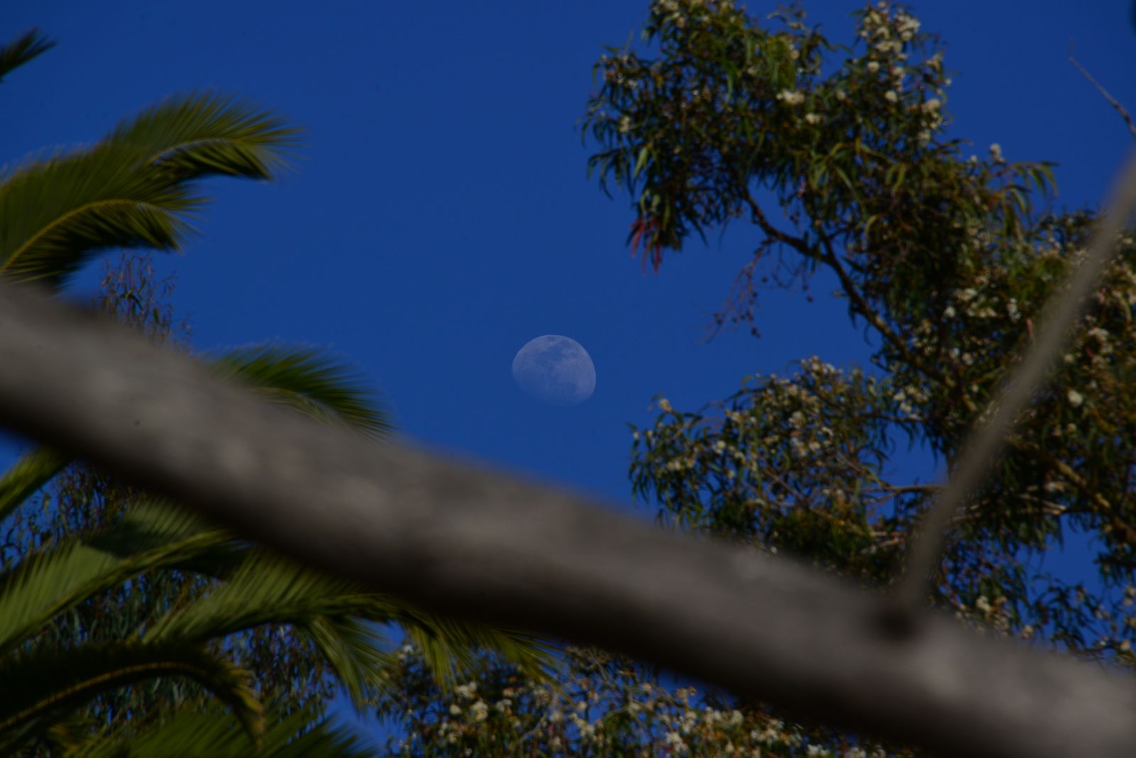 Wrong exposure, but the moon looks cool and transparent/
