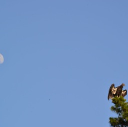The moon and a California Condor...