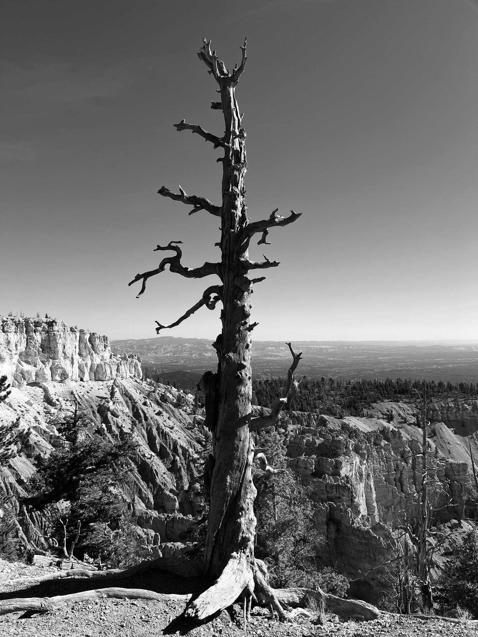 Required artsy Bristlecone (still alive even though it doesn't look it)/