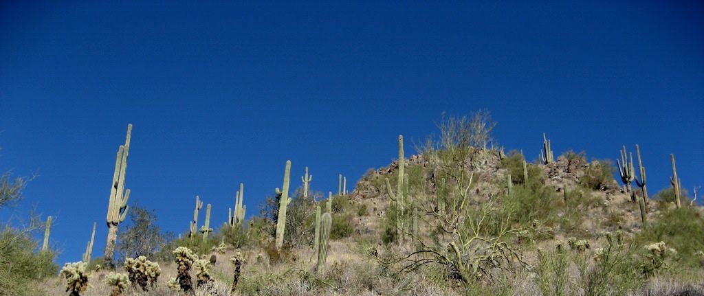 A mountain covered with Saguaros/