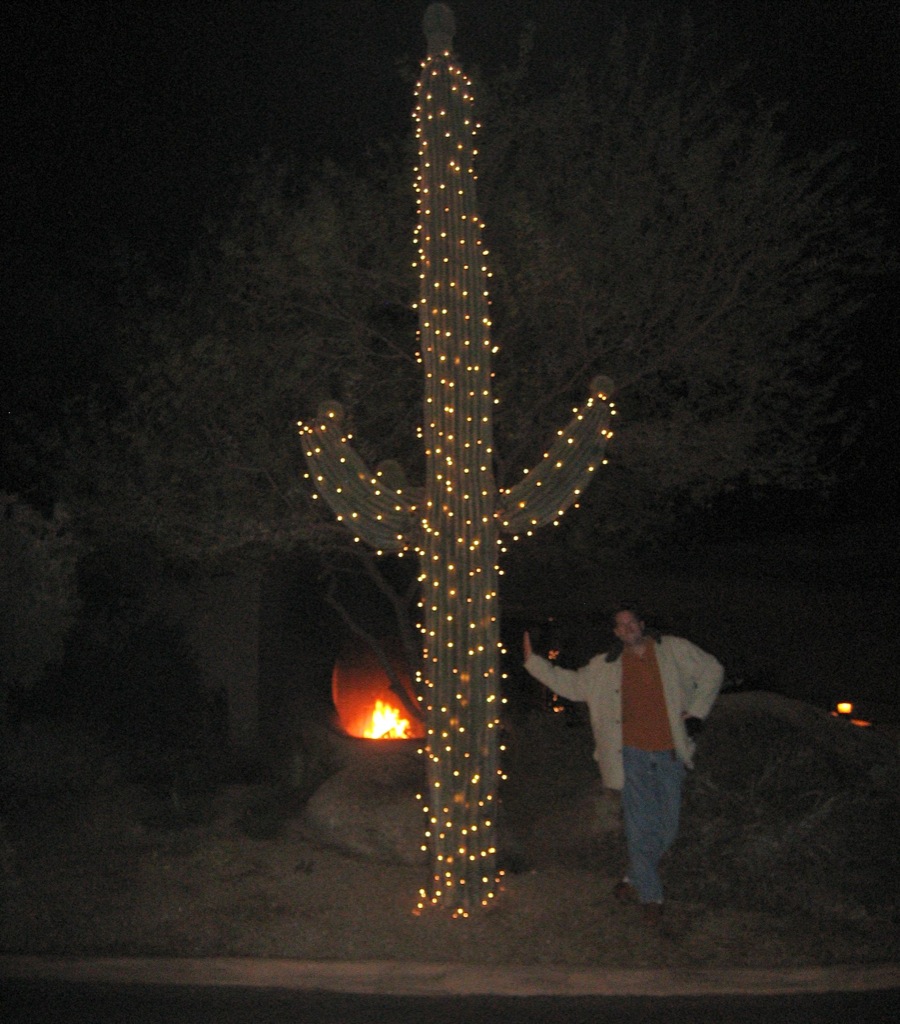 All the cacti were dressed in xmas lights/