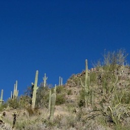A mountain covered with Saguaros/
		    