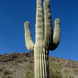 Big fat saguaro/
		    