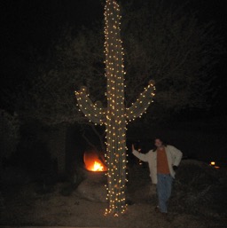 All the cacti were dressed in xmas lights/
		    