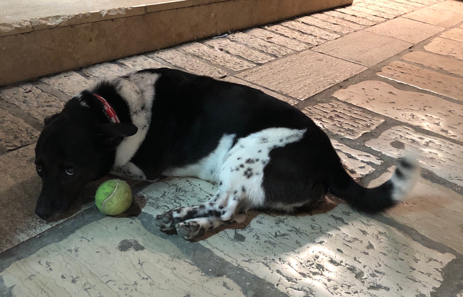 Dog and his ball... a universal scene /