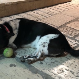 Dog and his ball... a universal scene /
		    