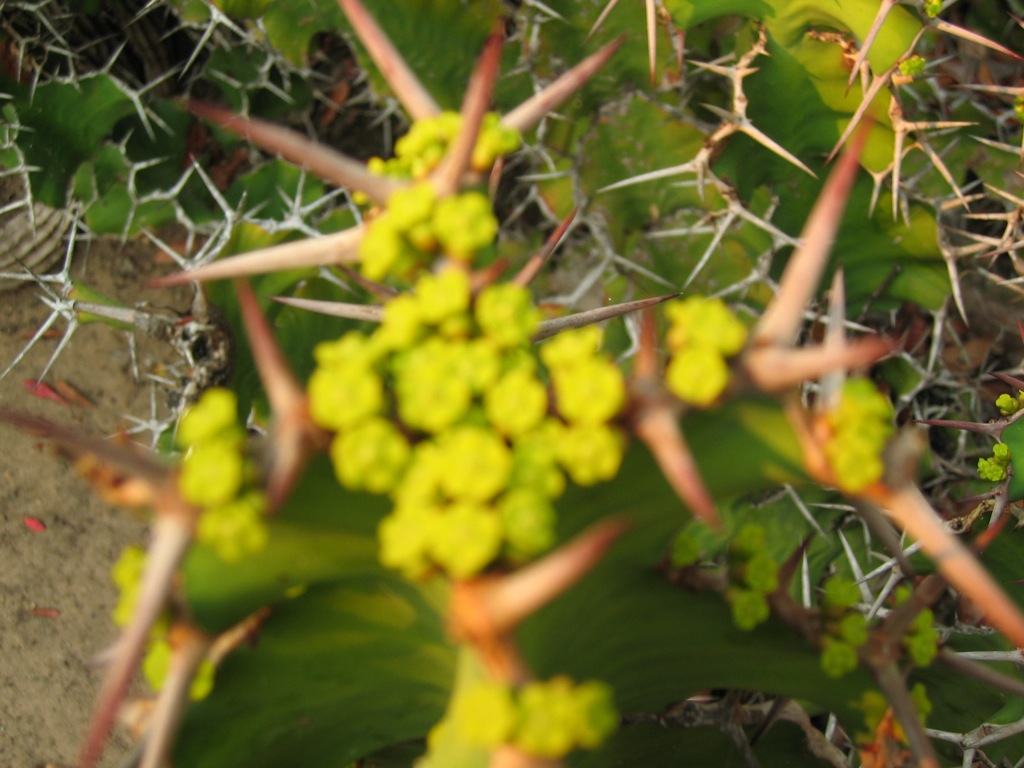 There must be a thorn in focus  somewhere/