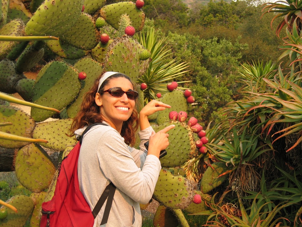 More Prickly Pears - we know better now!/