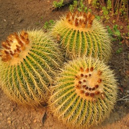 Barrel cacti in the Botanical Gardens/
		    
