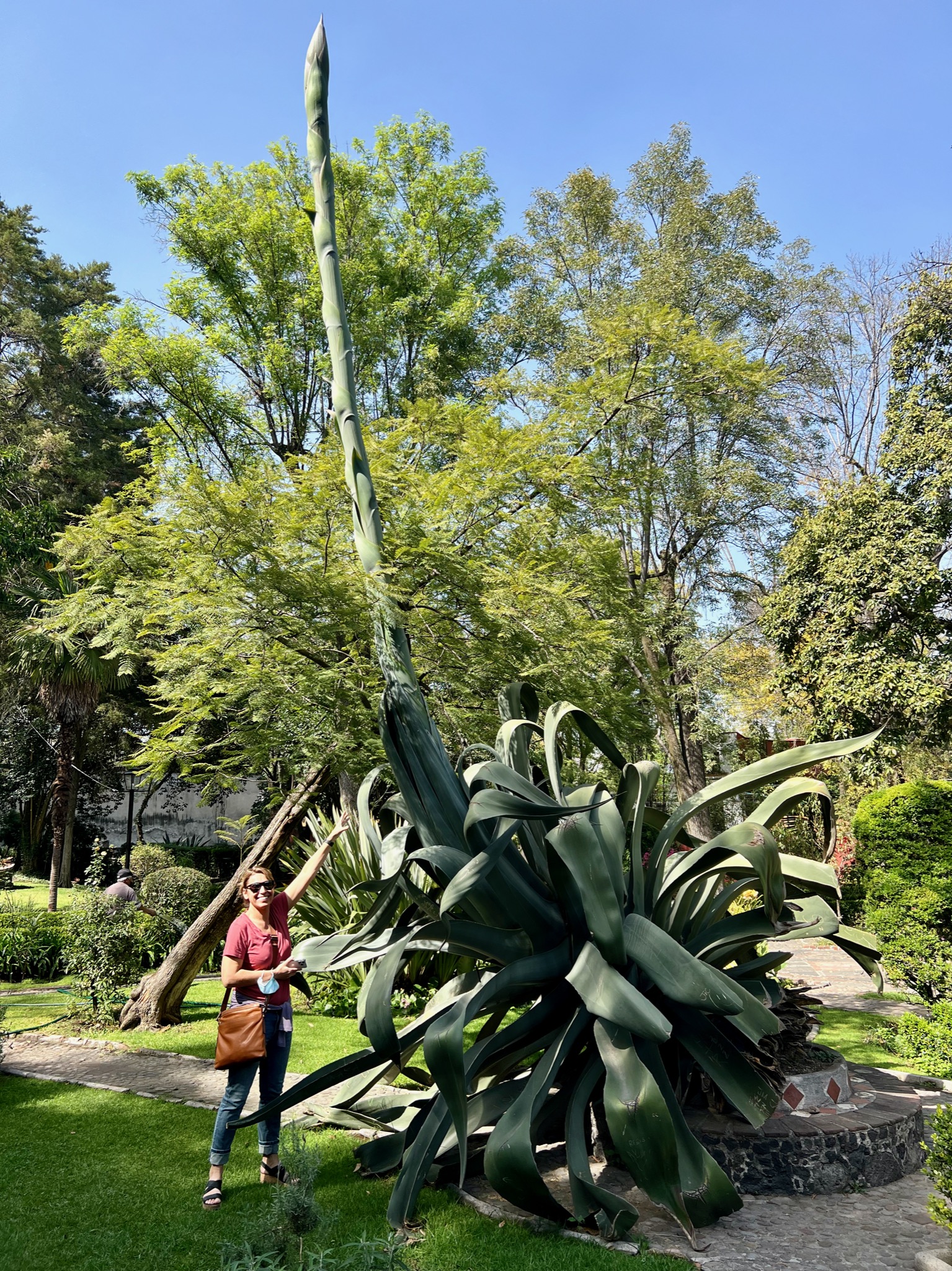 Look at that girth!/